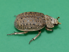 Omorgus suberosus