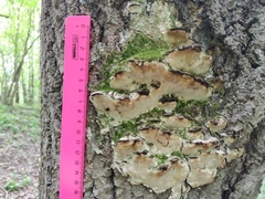 Fungi