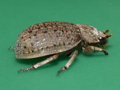 Omorgus suberosus