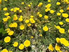 Eschscholzia californica maritima