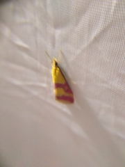 Pyrausta sanguinalis