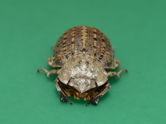 Omorgus suberosus