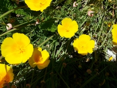 Eschscholzia californica maritima