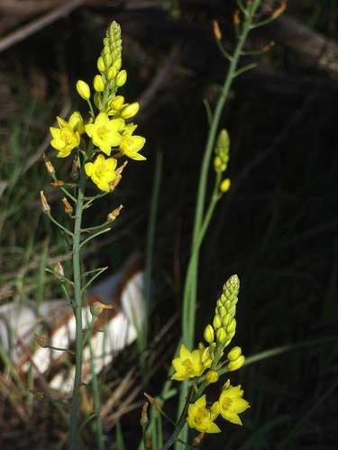 Bulbine bulbosa