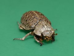 Omorgus suberosus