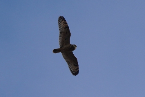 Asio flammeus observed 2026-10-28