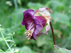 Cobaea scandens
