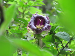 Cobaea scandens