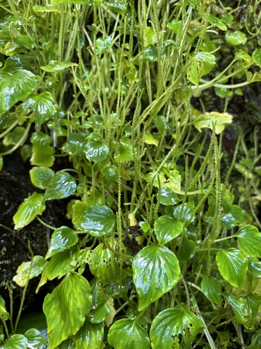 Peperomia observed 2026-10-29