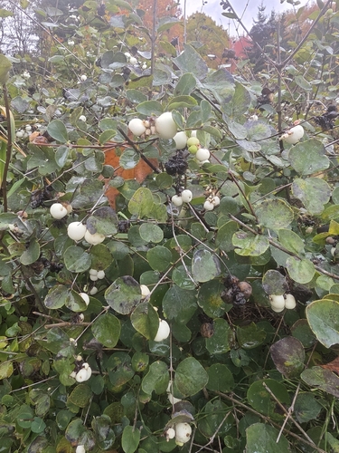 Vaccinium observed 2026-10-29