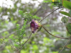 Cobaea scandens