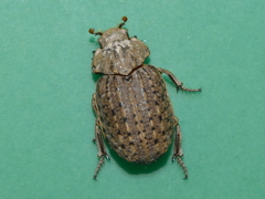 Omorgus suberosus