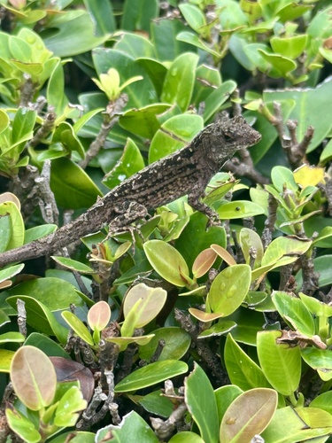 Anolis sagrei observed 2026-10-29