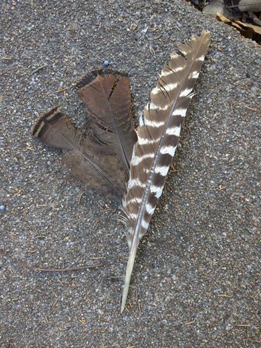 Meleagris gallopavo observed 2026-10-29