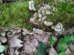 Fungi