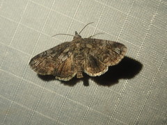 Paectes pygmaea