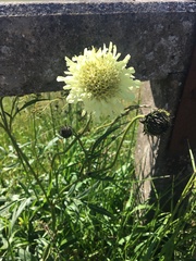 Cephalaria