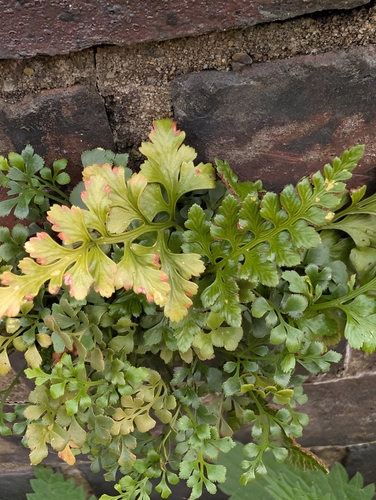 Asplenium adiantum-nigrum observed 2026-10-29