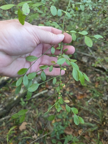 Vaccinium observed 2026-10-29