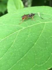 Cratichneumon subfilatus