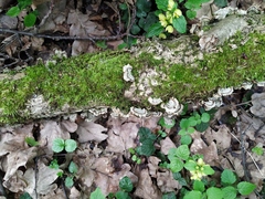 Fungi