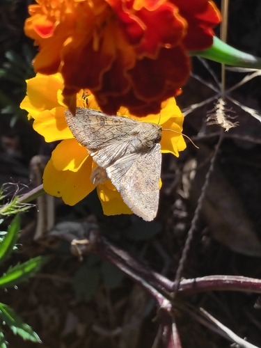 Helicoverpa zea observed 2026-10-29