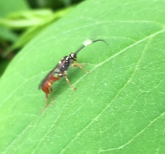 Cratichneumon subfilatus
