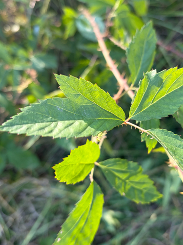 Rubus observed 2026-10-29