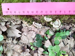 Fungi