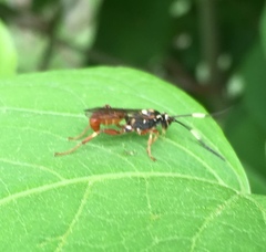 Cratichneumon subfilatus