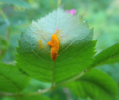 Phragmidium mucronatum