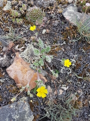 Potentilla sericea