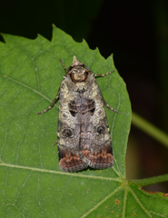 Epilecta linogrisea