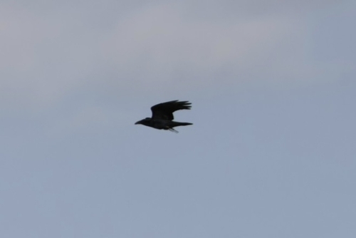 Corvus observed 2026-10-29