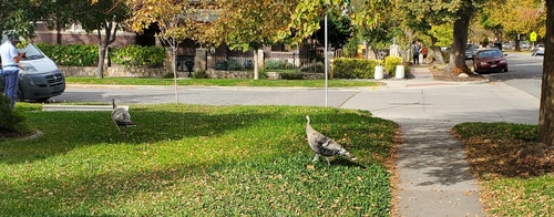 Meleagris gallopavo observed 2026-10-29