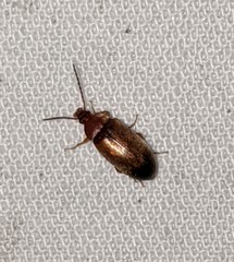 Isomira comstocki