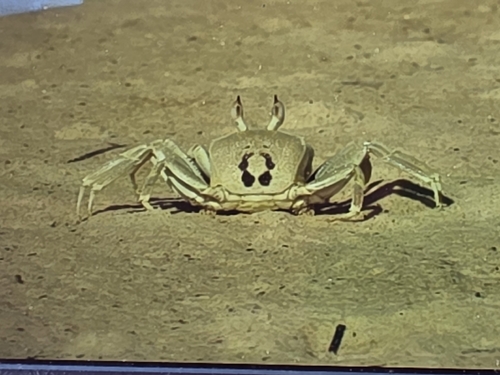 Ocypode ceratophthalmus observed 2026-10-30