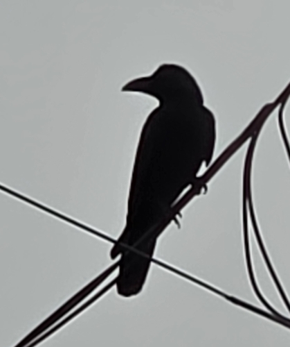 Corvus observed 2026-10-30
