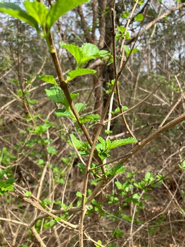 Lantana camara observed 2026-10-30
