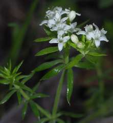 Asperula scoparia scoparia