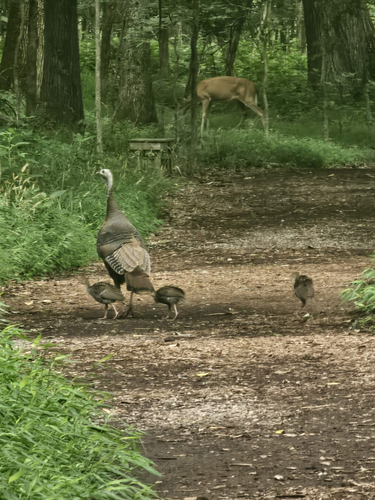 Meleagris gallopavo observed 2026-10-29