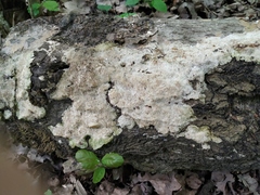 Fomitopsidaceae