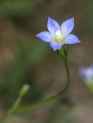 Wahlenbergia gracilenta