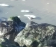 Charadrius semipalmatus