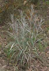 Senecio quadridentatus