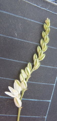 Ornithogalum juncifolium