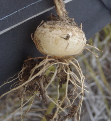 Ornithogalum juncifolium