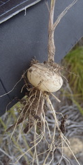 Ornithogalum juncifolium