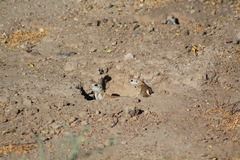 Xerospermophilus tereticaudus