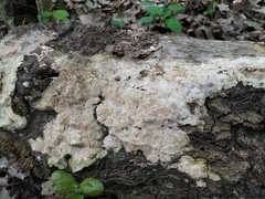 Fomitopsidaceae